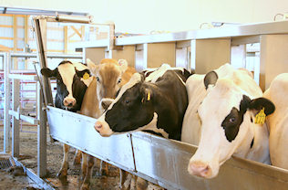 cows in dairy parlor - automatic indexing