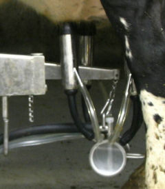 Milking claw and hose bundle shown supported by the Arm