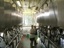 Replacment of old parlor with remanufactured  modular dairy parlorP