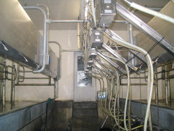 Klimek Dairy - remanufactured milking parlor